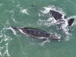 BALLENAS SORPRENDIERON FRENTE A MAR DEL PLATA DURANTE SU MIGRACIÓN HACIA LA PATAGONIA