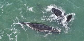 BALLENAS SORPRENDIERON FRENTE A MAR DEL PLATA DURANTE SU MIGRACIÓN HACIA LA PATAGONIA
