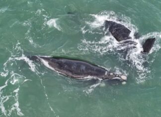 BALLENAS SORPRENDIERON FRENTE A MAR DEL PLATA DURANTE SU MIGRACIÓN HACIA LA PATAGONIA