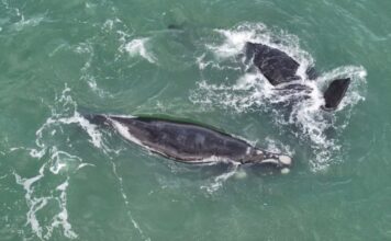 BALLENAS SORPRENDIERON FRENTE A MAR DEL PLATA DURANTE SU MIGRACIÓN HACIA LA PATAGONIA