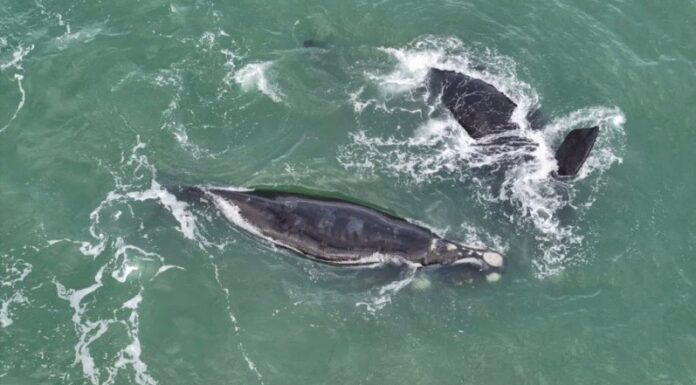 BALLENAS SORPRENDIERON FRENTE A MAR DEL PLATA DURANTE SU MIGRACIÓN HACIA LA PATAGONIA