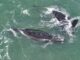 BALLENAS SORPRENDIERON FRENTE A MAR DEL PLATA DURANTE SU MIGRACIÓN HACIA LA PATAGONIA