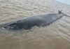 MURIÓ LA BALLENA SEI QUE HABÍA QUEDADO VARADA EN EL RÍO DE LA PLATA
