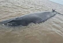 MURIÓ LA BALLENA SEI QUE HABÍA QUEDADO VARADA EN EL RÍO DE LA PLATA