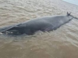 MURIÓ LA BALLENA SEI QUE HABÍA QUEDADO VARADA EN EL RÍO DE LA PLATA