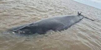 MURIÓ LA BALLENA SEI QUE HABÍA QUEDADO VARADA EN EL RÍO DE LA PLATA