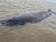 MURIÓ LA BALLENA SEI QUE HABÍA QUEDADO VARADA EN EL RÍO DE LA PLATA